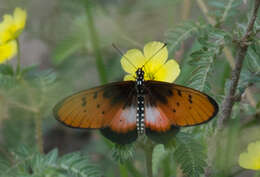 Acraea stenobea Wallengren 1860 resmi