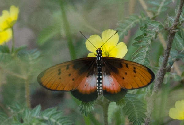 Acraea stenobea Wallengren 1860 resmi