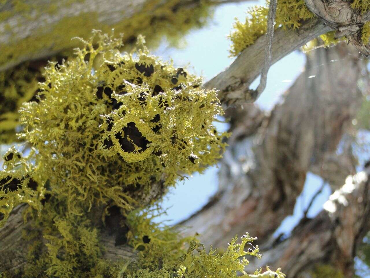 Image of Brown-eyed wolf lichen