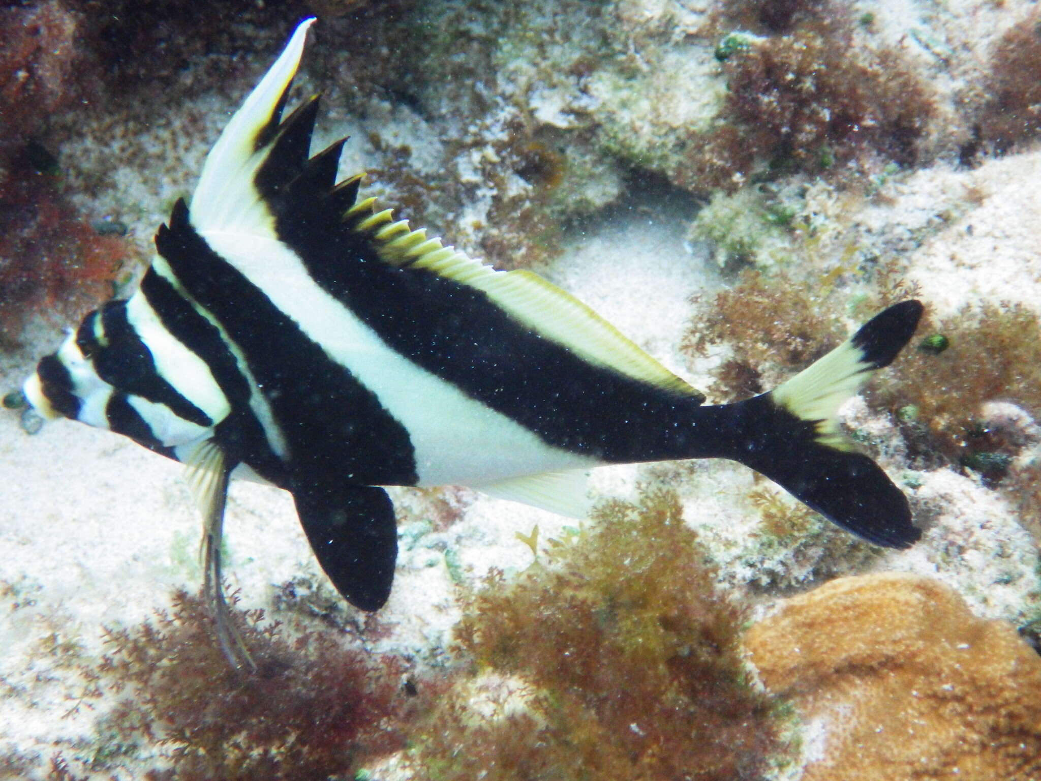 Image of Blacktip morwong