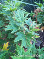 Image of Pelargonium citronellum J. J. A. Van der Walt