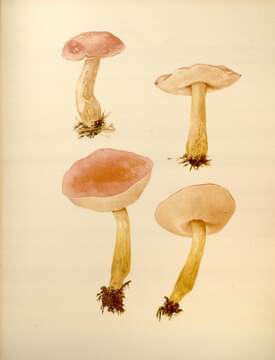 Image of Harrya chromipes (Frost) Halling, Nuhn, Osmundson & Manfr. Binder 2012