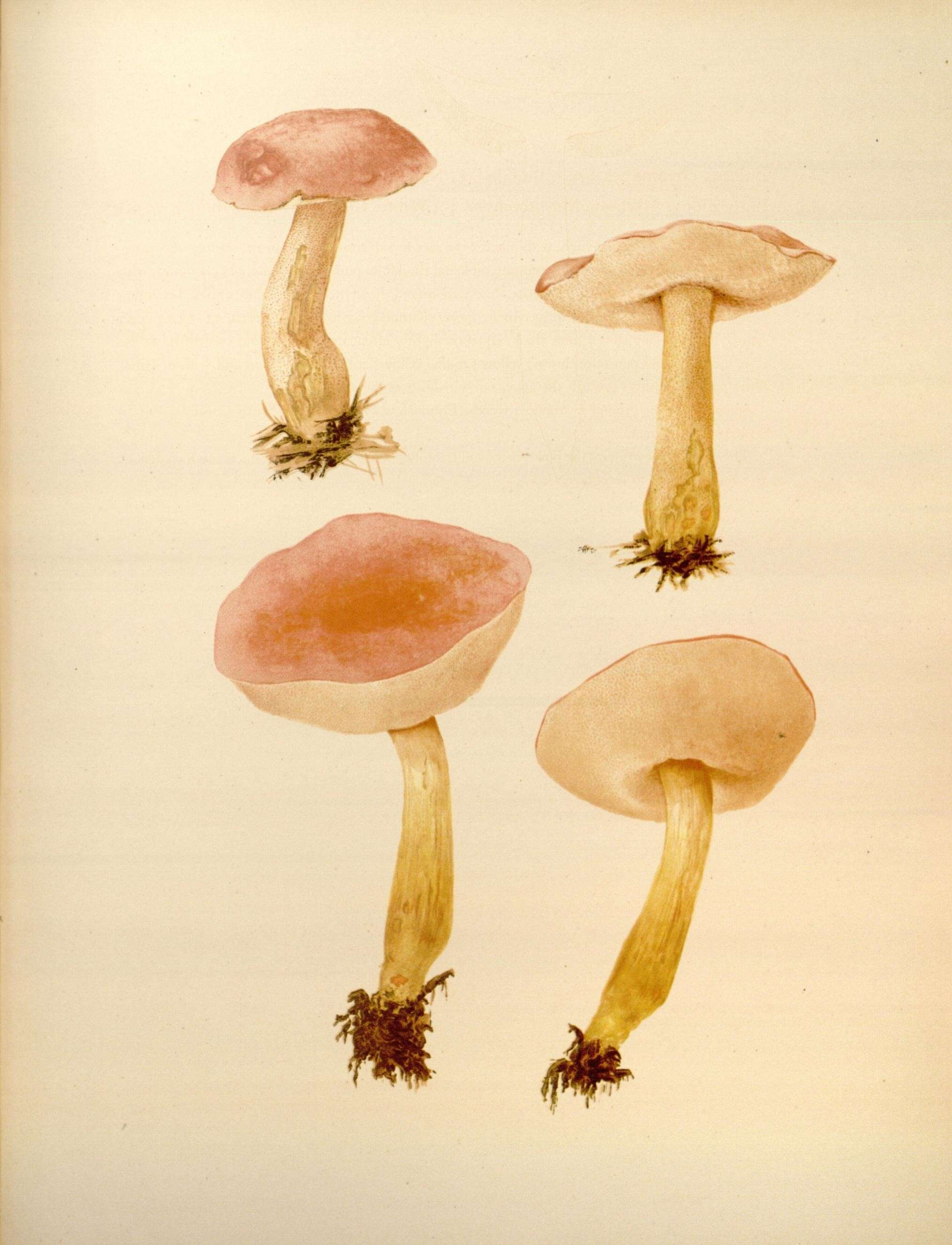 Image of Harrya chromipes (Frost) Halling, Nuhn, Osmundson & Manfr. Binder 2012