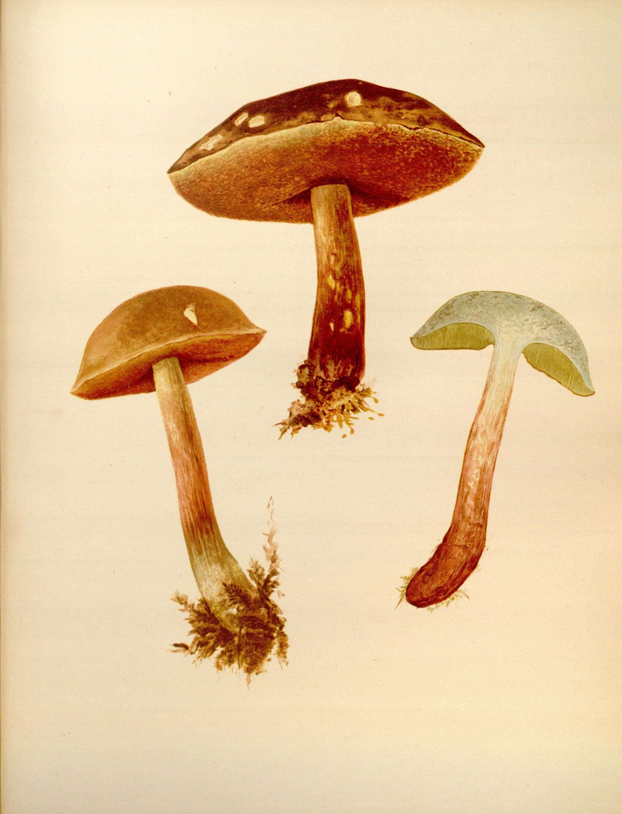 Image of Neoboletus luridiformis (Rostk.) Gelardi, Simonini & Vizzini 2014