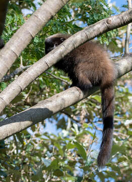 Image of Black-fronted Titi Monkey