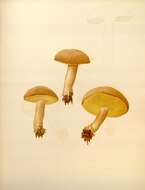 Image of Boletus subtomentosus L. 1753