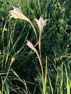 Image of ever-flowering gladiolus