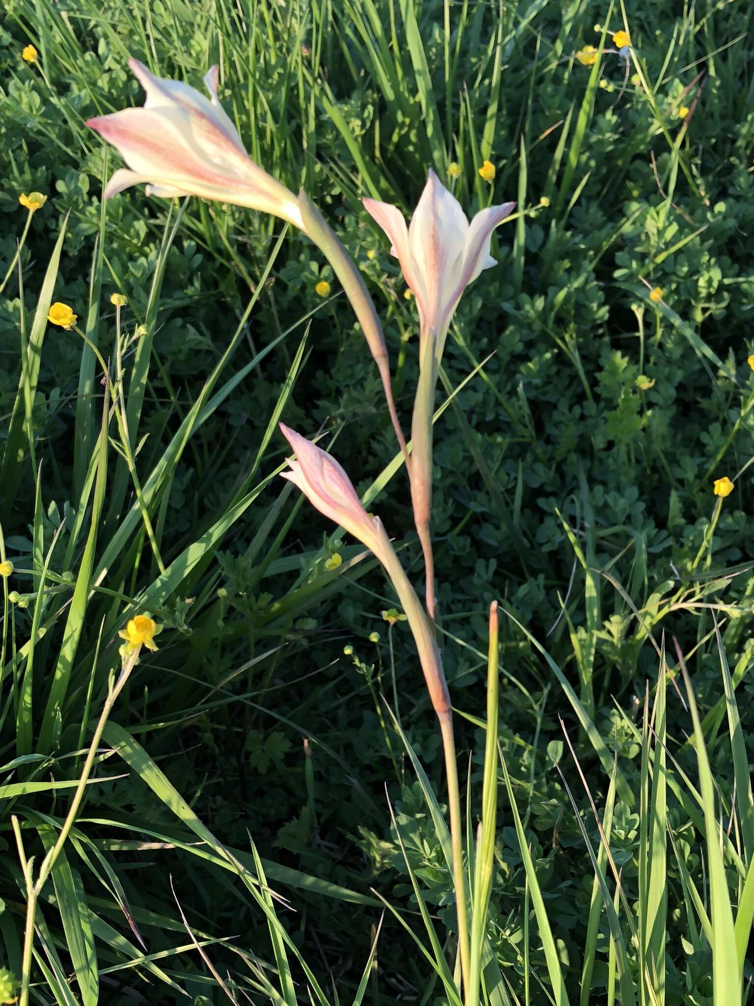 Imagem de Gladiolus tristis L.