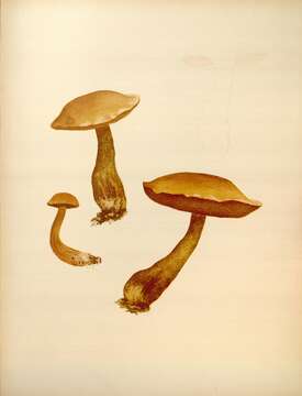 Image of Suillus punctipes (Peck) Singer 1945