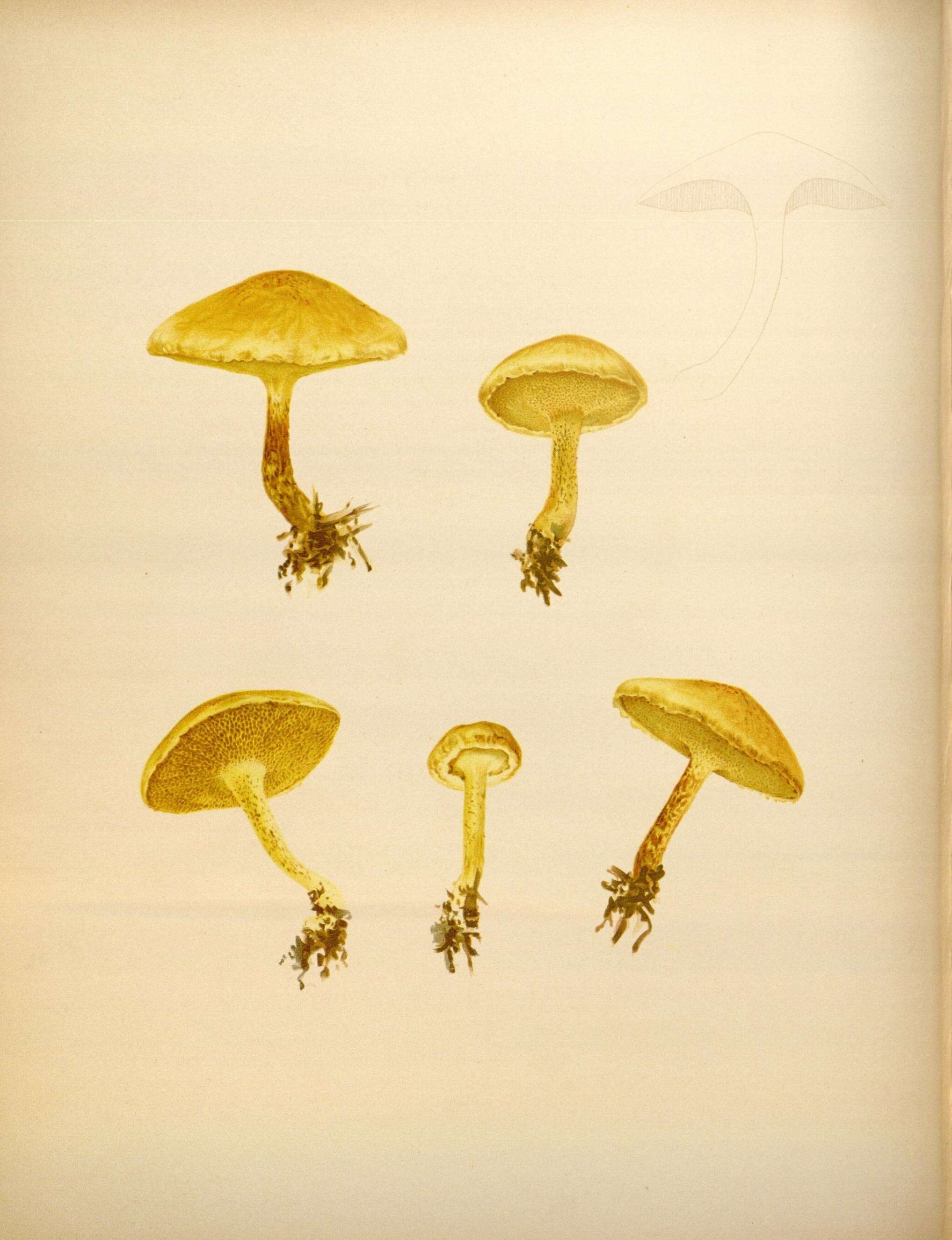 Image de Suillus americanus (Peck) Snell 1944