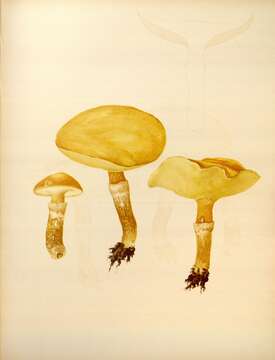 Image of Suillus grevillei (Klotzsch) Singer 1945