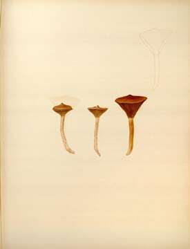 Image of Chroogomphus rutilus (Schaeff.) O. K. Mill. 1964