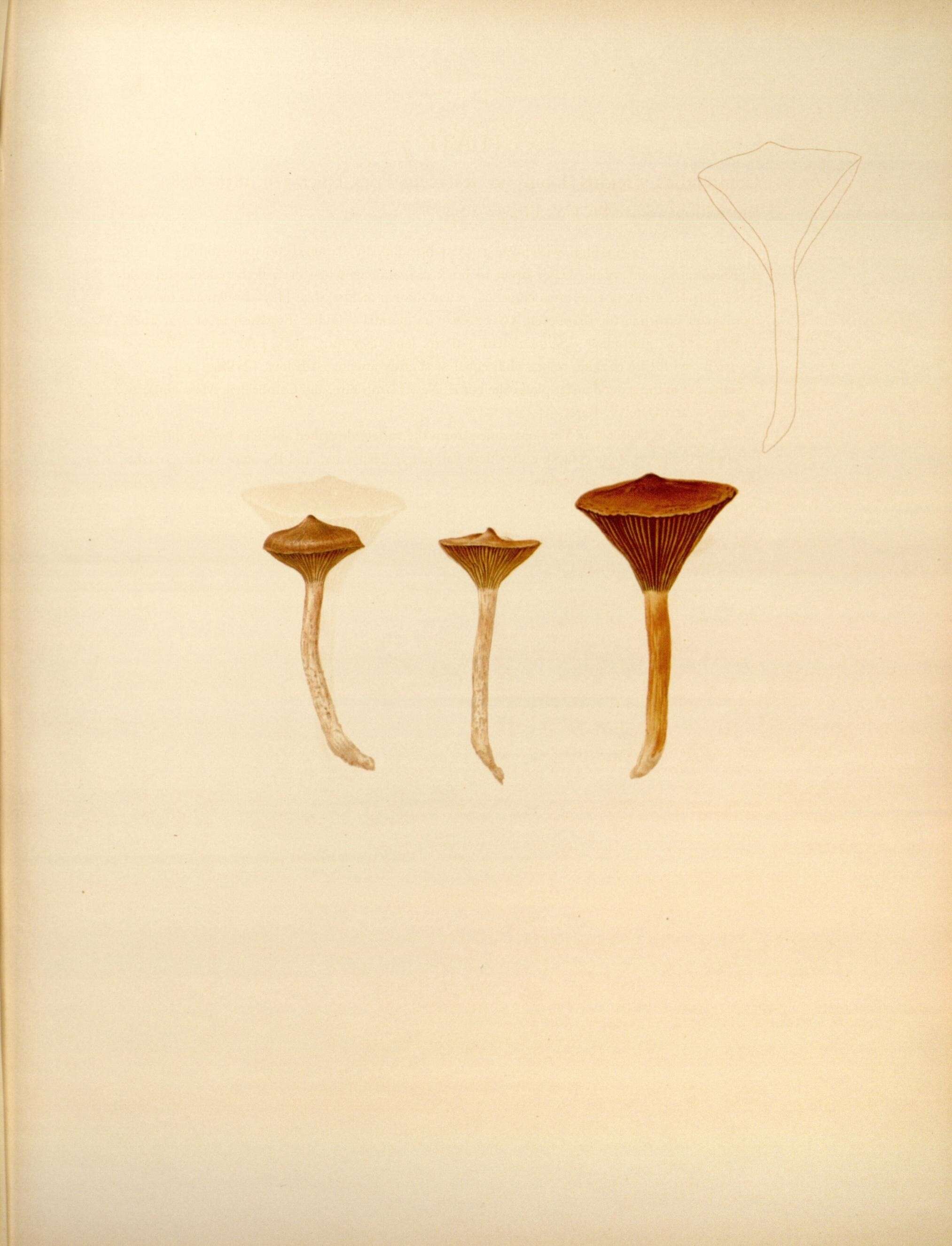 Image of Chroogomphus rutilus (Schaeff.) O. K. Mill. 1964