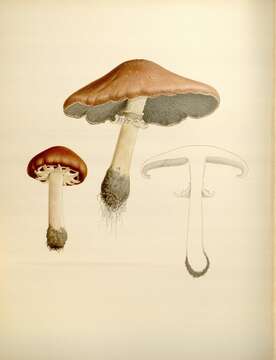 Imagem de Stropharia rugosoannulata Farl. ex Murrill 1922