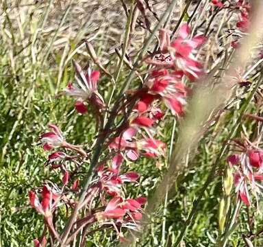 Слика од Oenothera sinuosa W. L. Wagner & Hoch