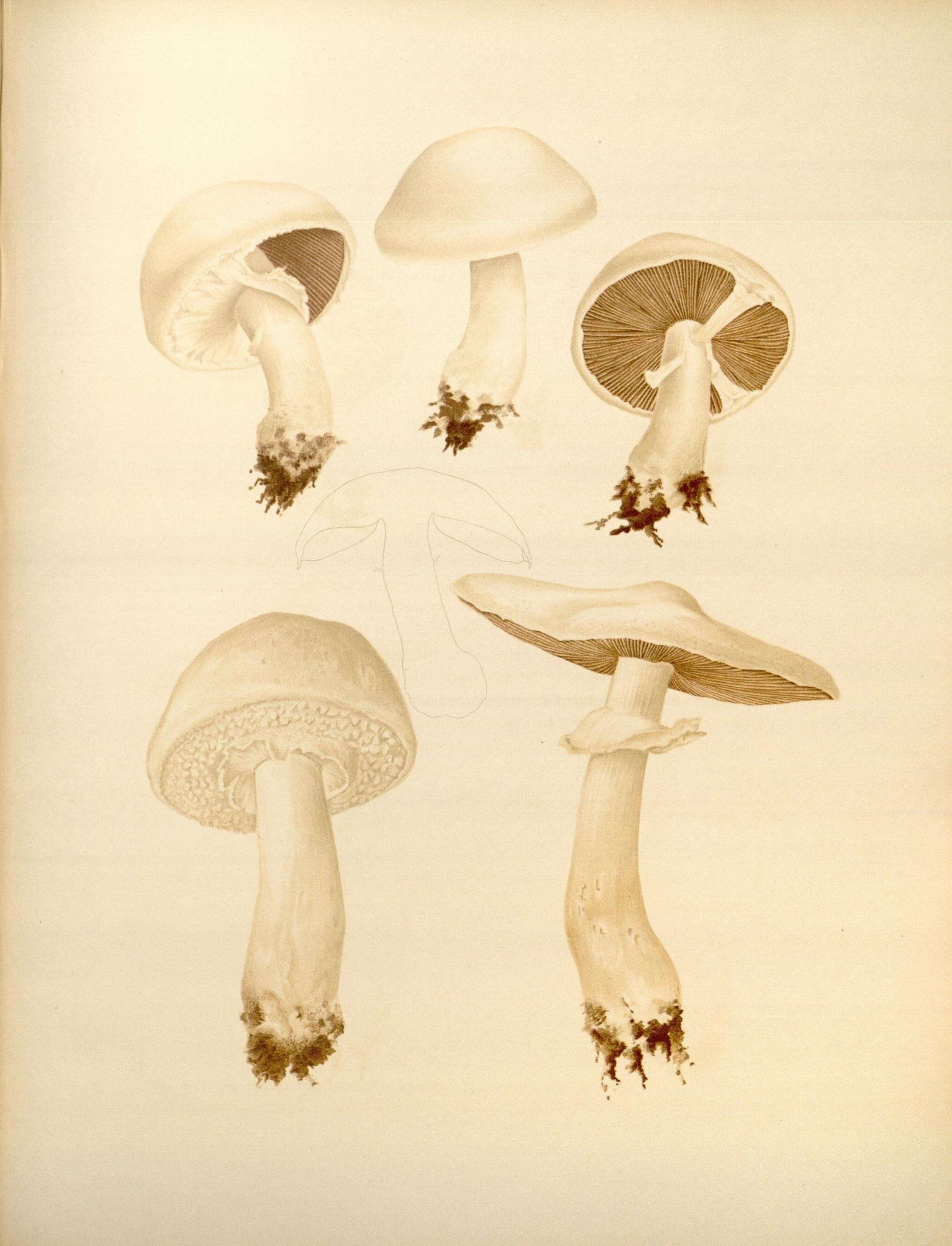 Image of Agaricus arvensis Schaeff. 1774