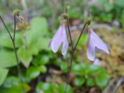 Image of Linnaea borealis var. borealis