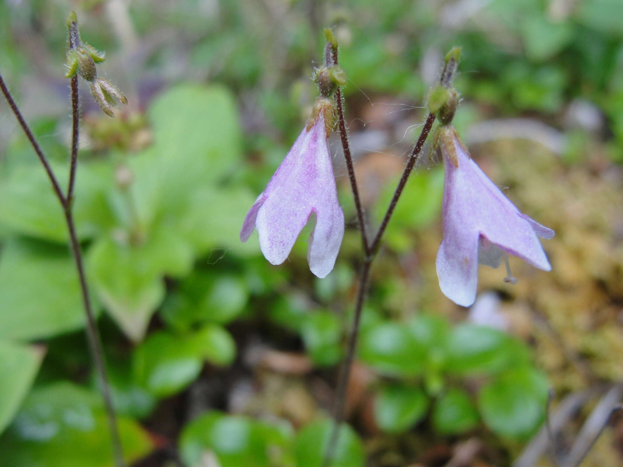 Image of Linnaea borealis var. borealis