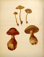 Imagem de Inocybe calamistrata (Fr.) Gillet 1876