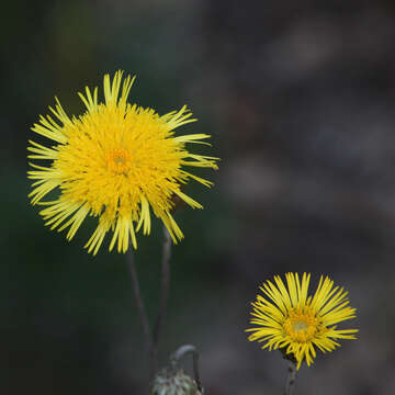 Слика од Podolepis jaceoides (Sims) Voss