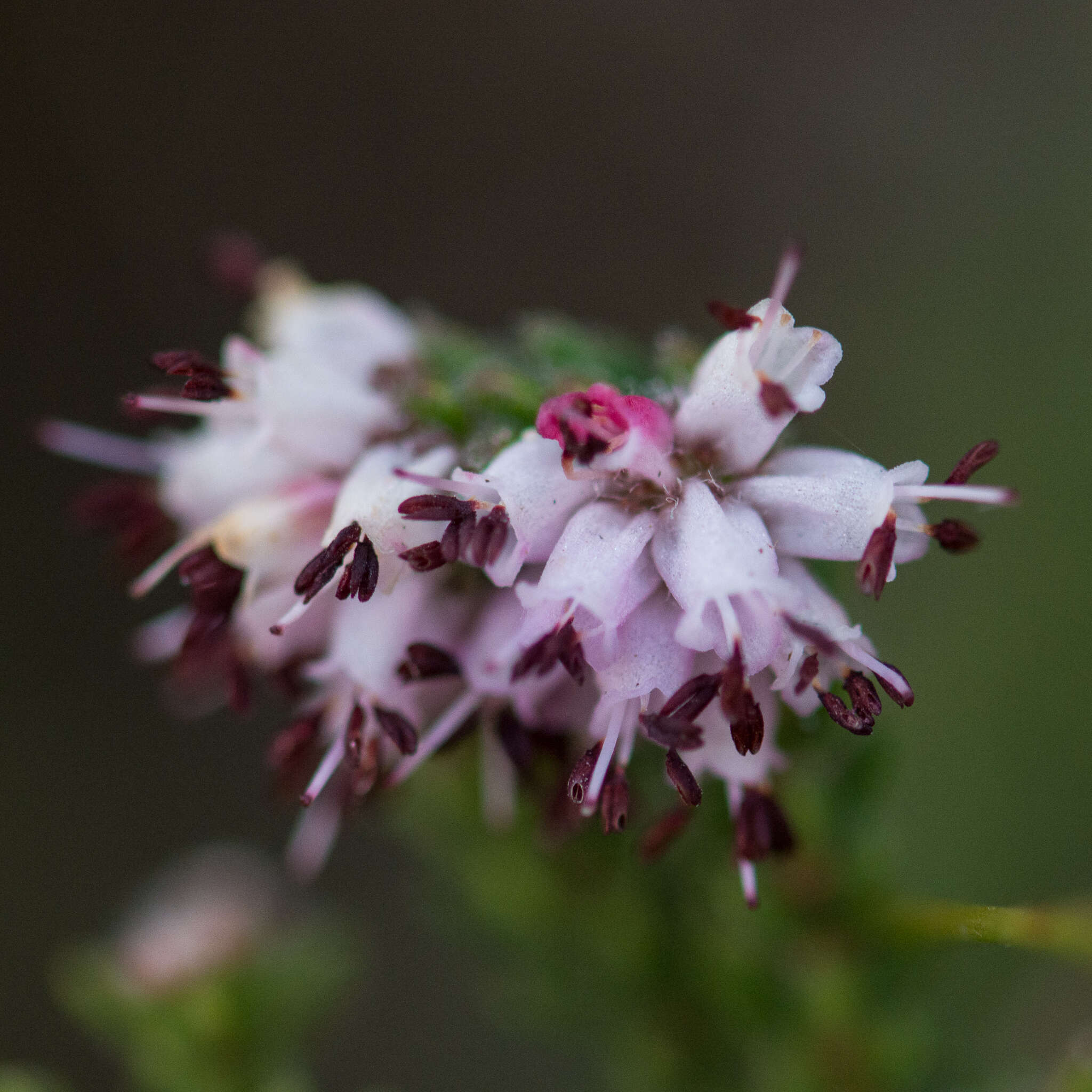 Image of Honey blaeria