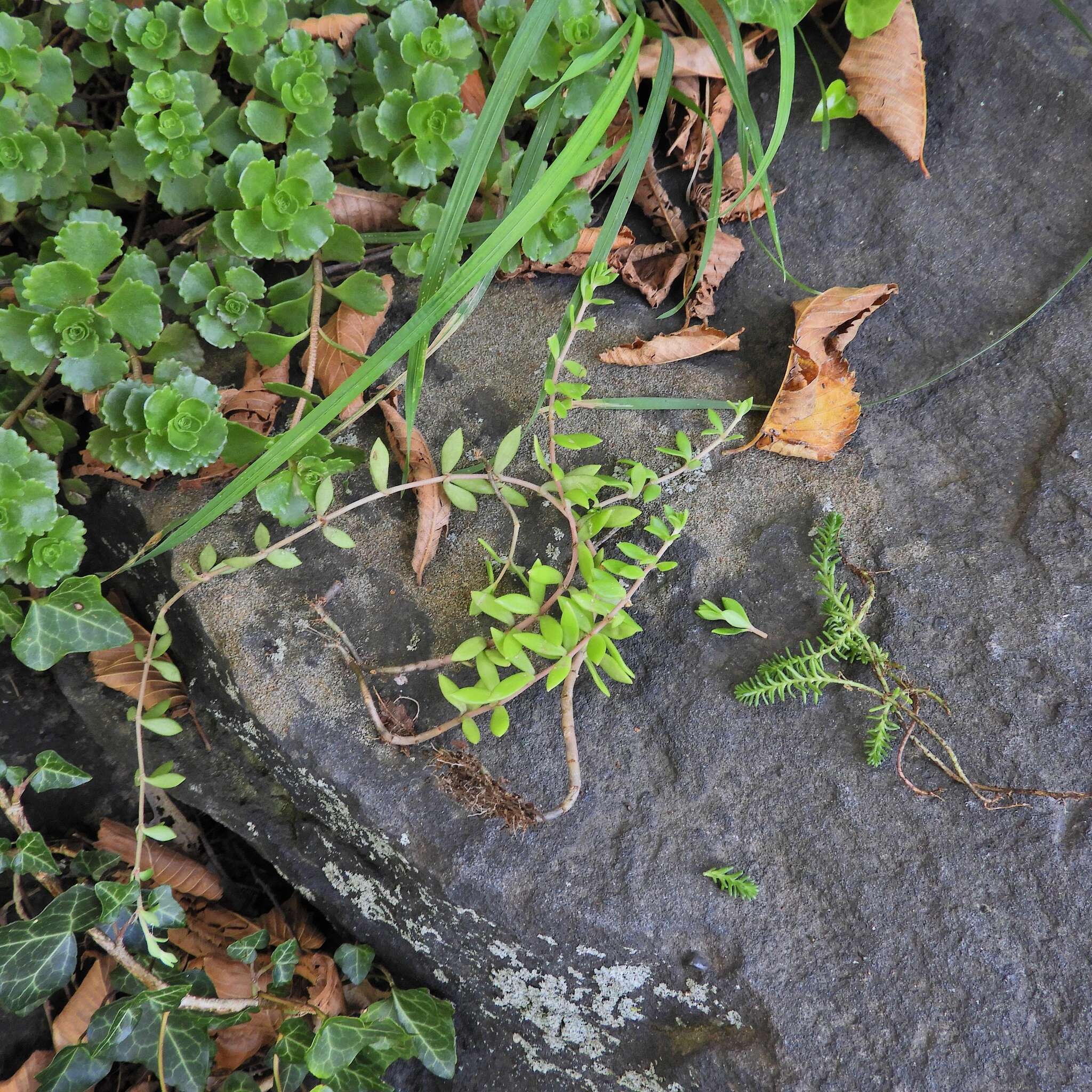 Image of stringy stonecrop