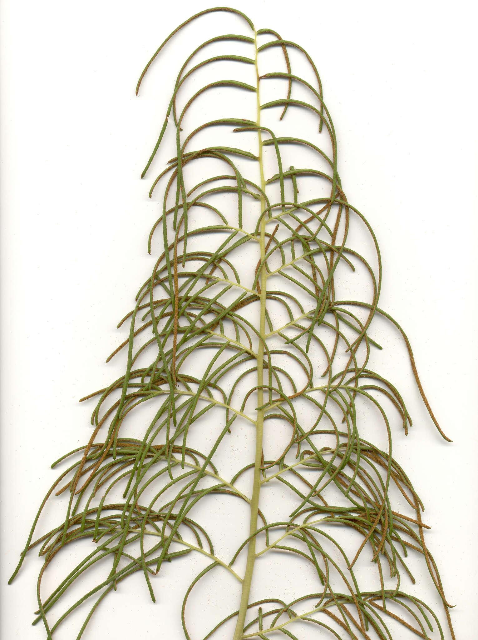 صورة Lomariopsis tenuifolia (Desv.) Christ