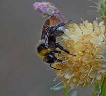 Image of Bombus barbutellus (Kirby 1802)