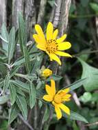 Image of Aldama buddlejiformis (DC.) E. E. Schill. & Panero