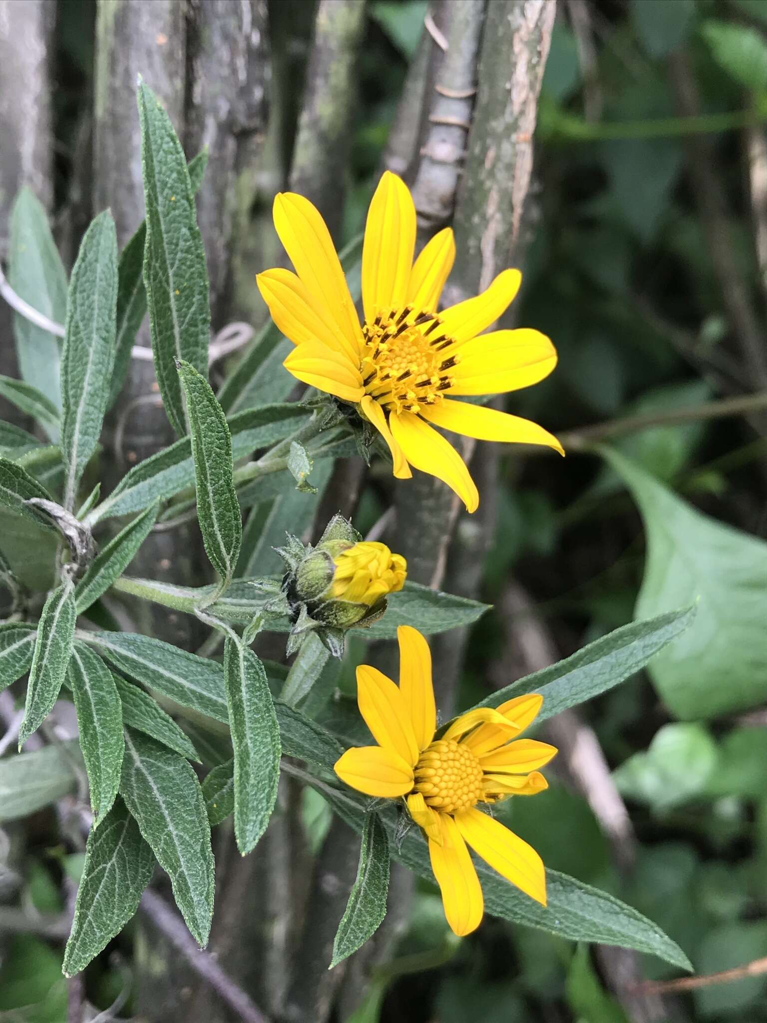 Image of Aldama buddlejiformis (DC.) E. E. Schill. & Panero