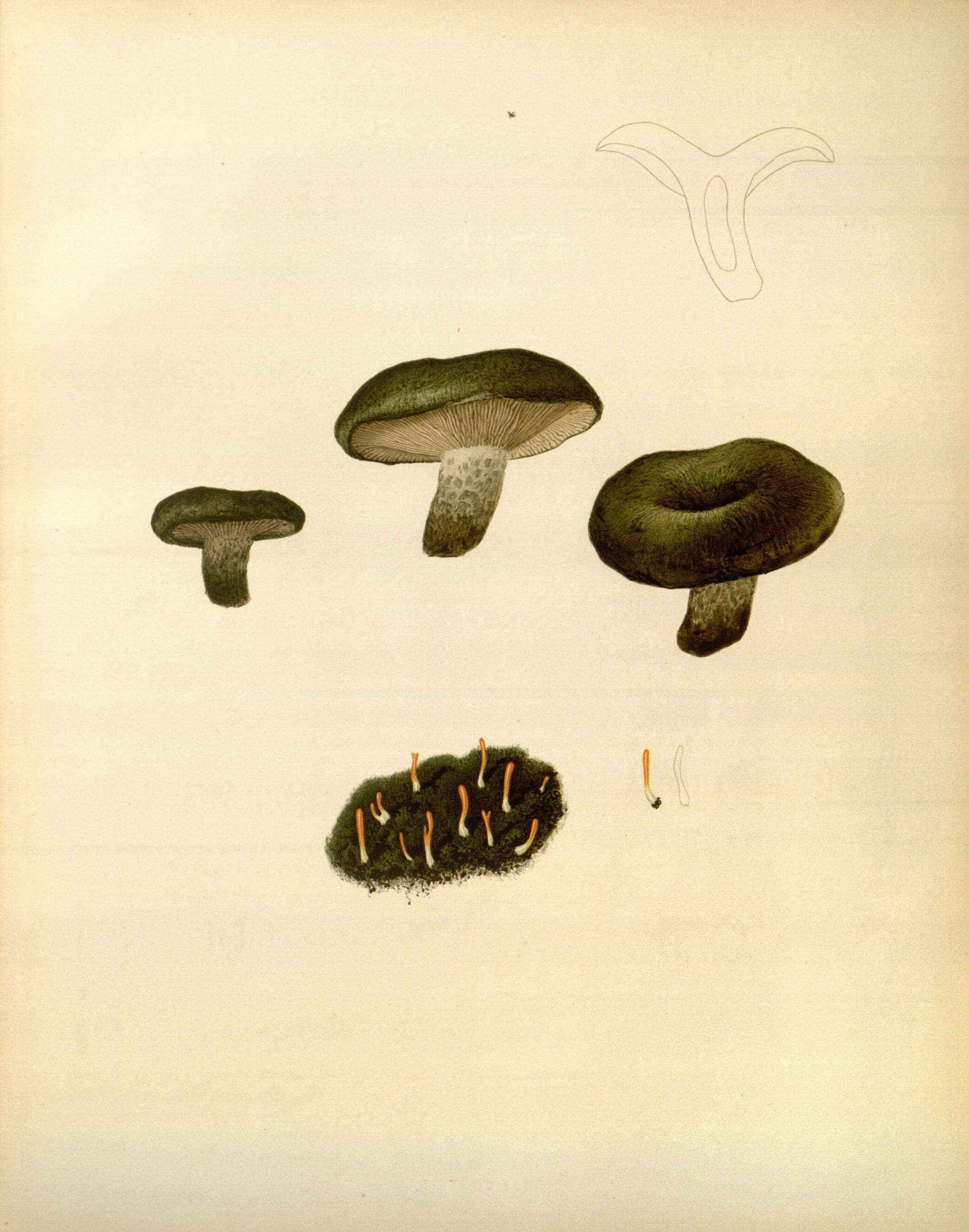 Image de Multiclavula vernalis (Schwein.) R. H. Petersen 1967