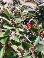 Image of Cotoneaster uniflorus Bunge