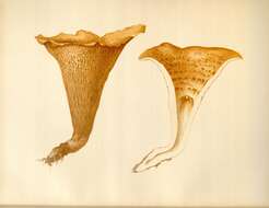 Imagem de Turbinellus floccosus (Schwein.) Earle ex Giachini & Castellano 2011