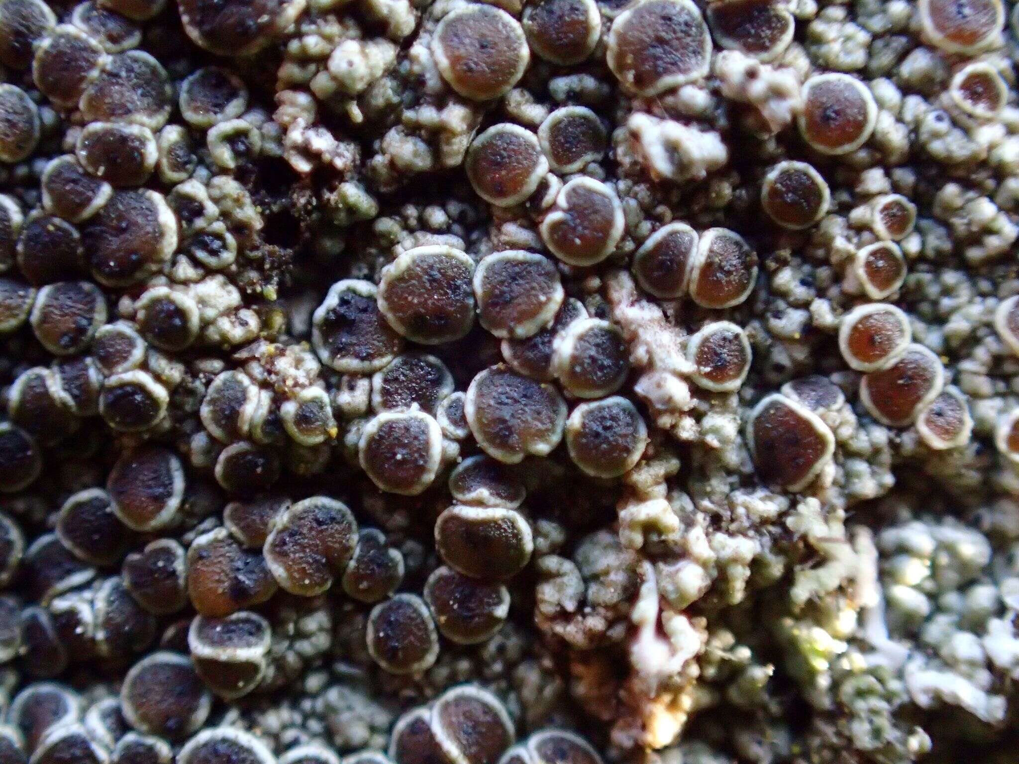 Image of rim lichen