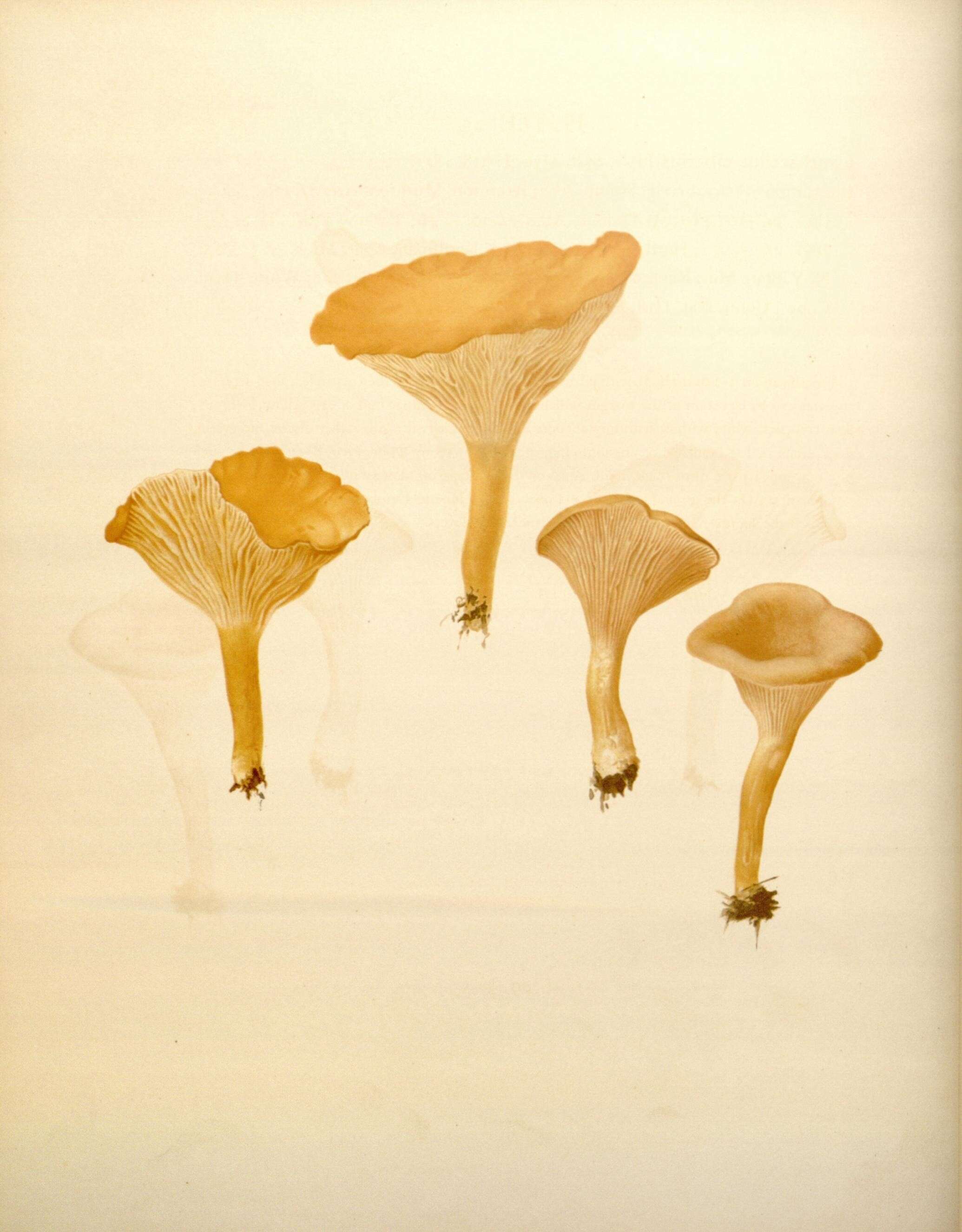 Image of Chanterelle