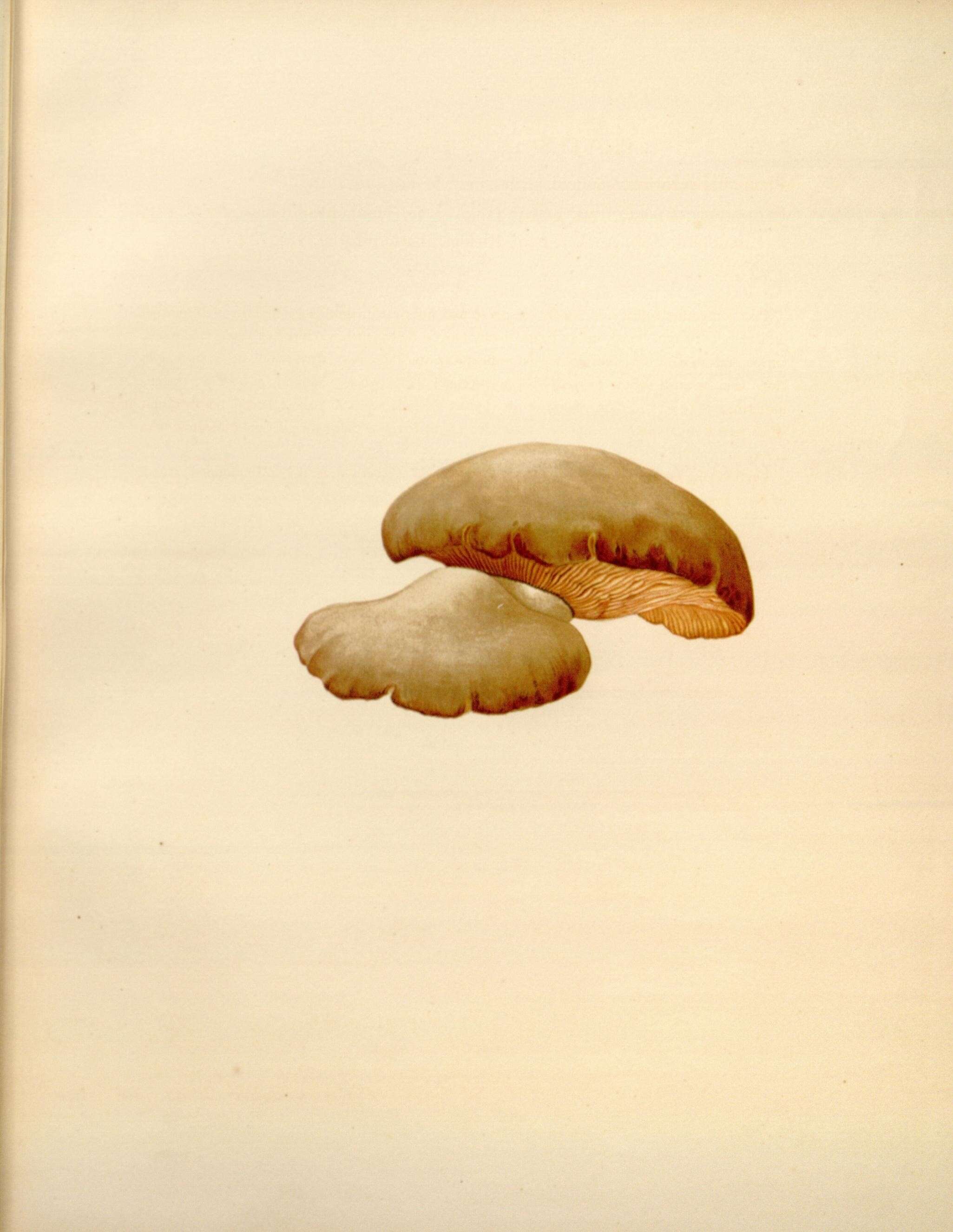 Image of Panellus serotinus (Pers.) Kühner 1950