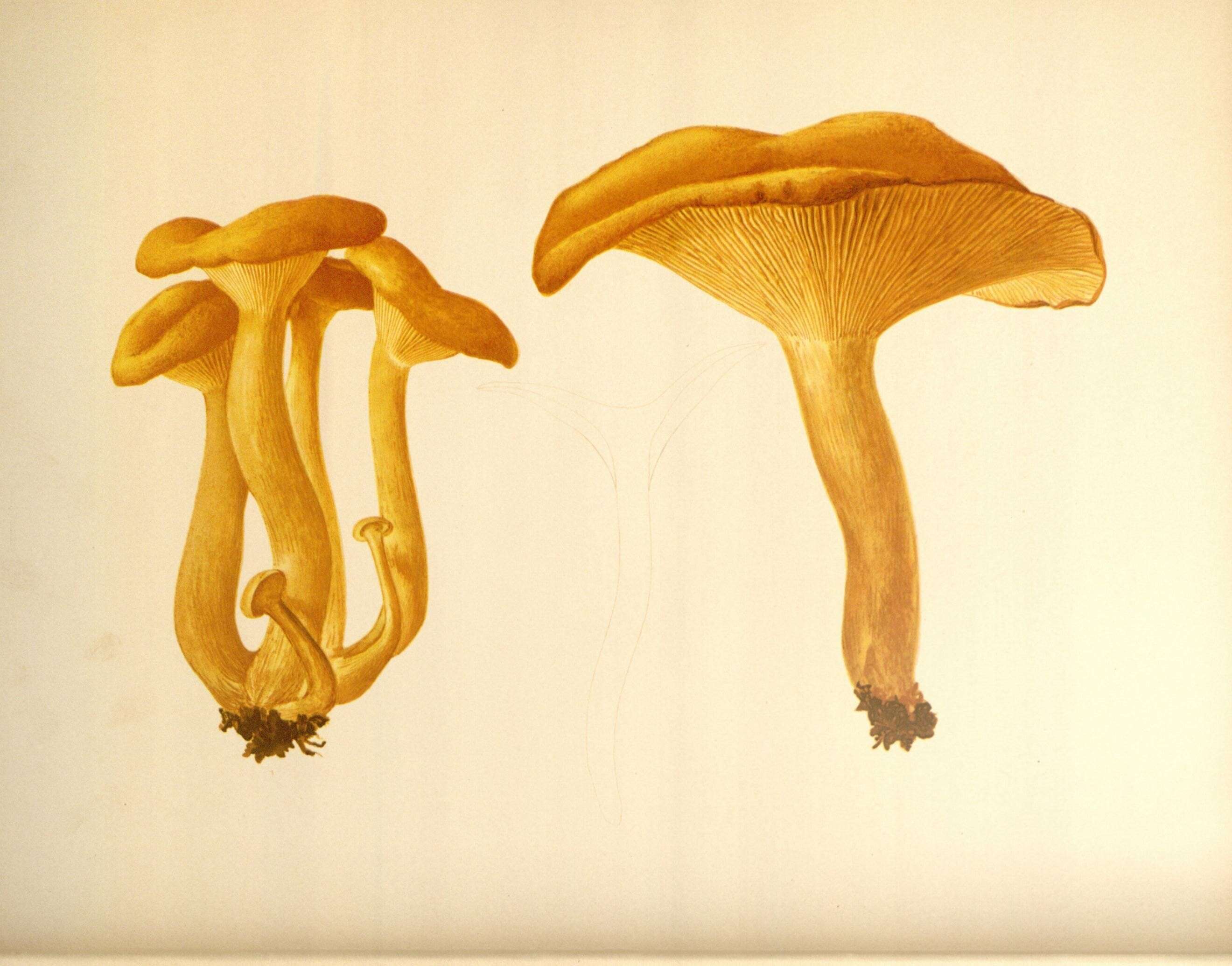 Image of Omphalotus illudens (Schwein.) Bresinsky & Besl 1979