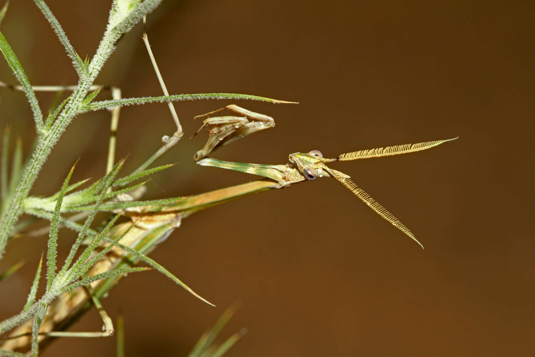 Image de Empusa pennicornis Pallas 1773