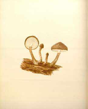 Image of Leucopholiota