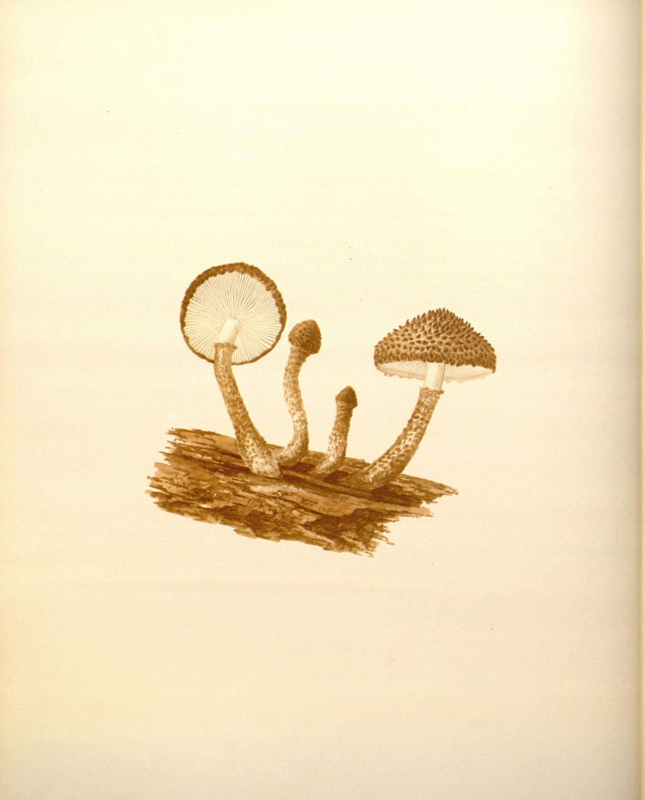 Image de Leucopholiota