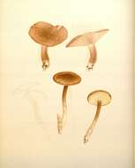 Image of Tricholomopsis rutilans (Schaeff.) Singer 1939