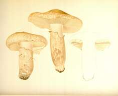 Image of White Matsutake