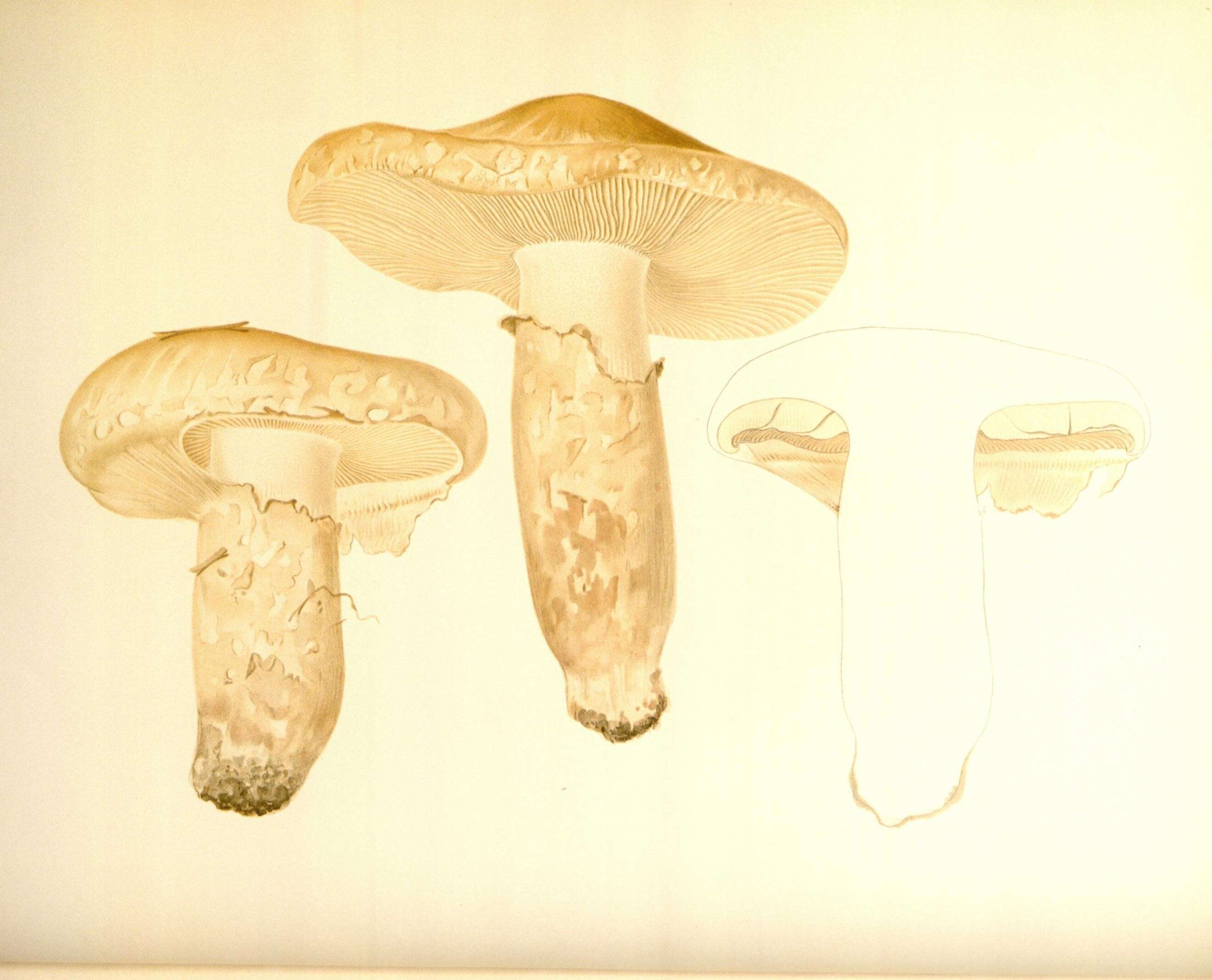 Image of White Matsutake