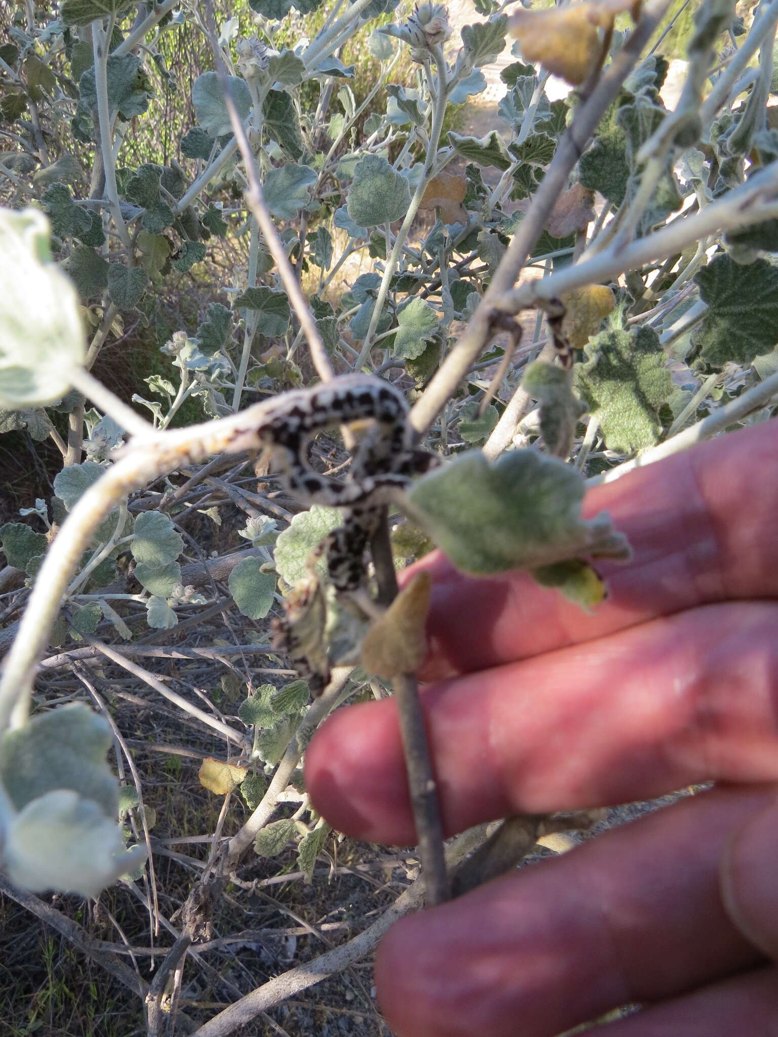 Image of slender bushmallow