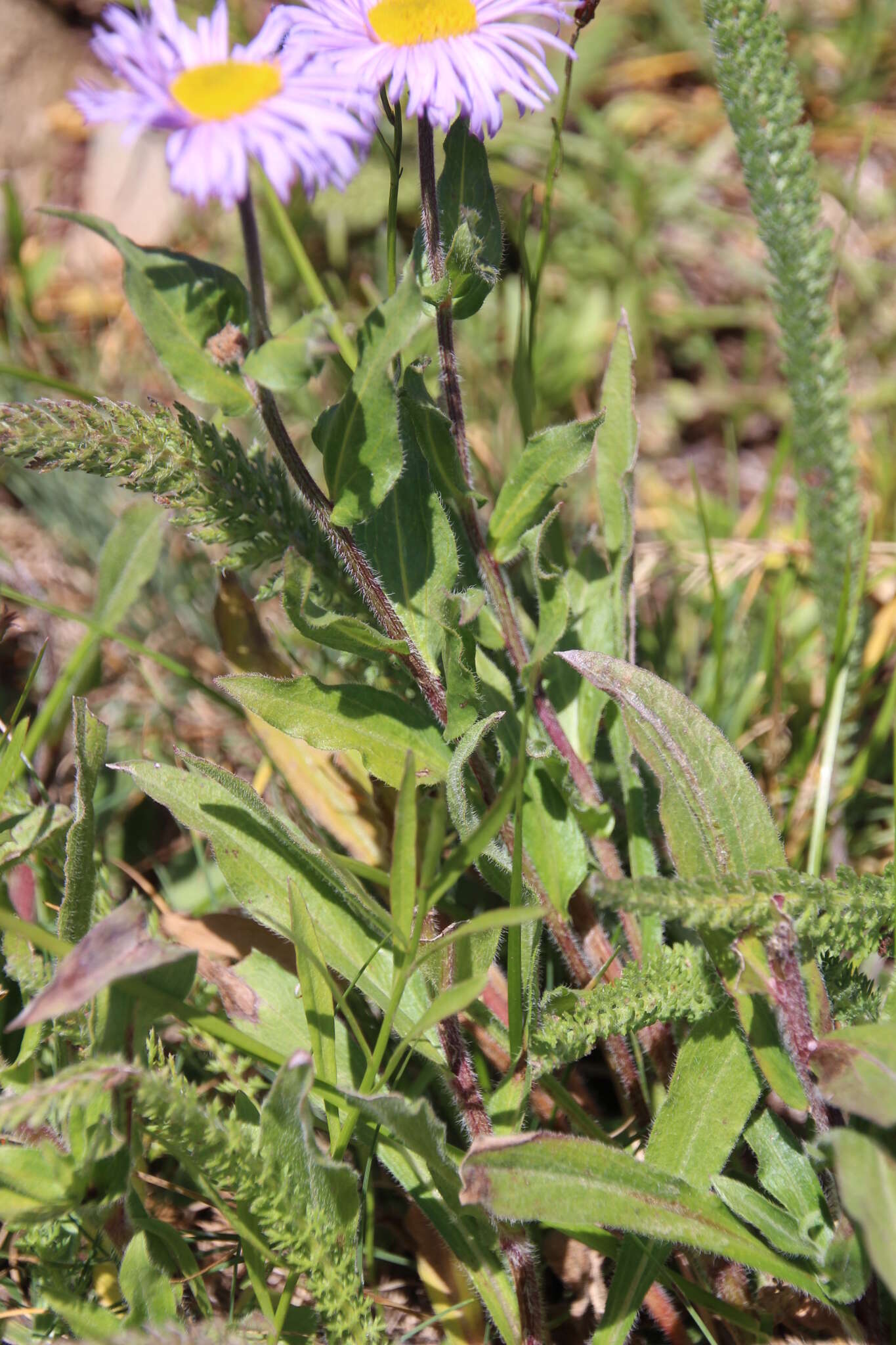 Image of threenerve fleabane