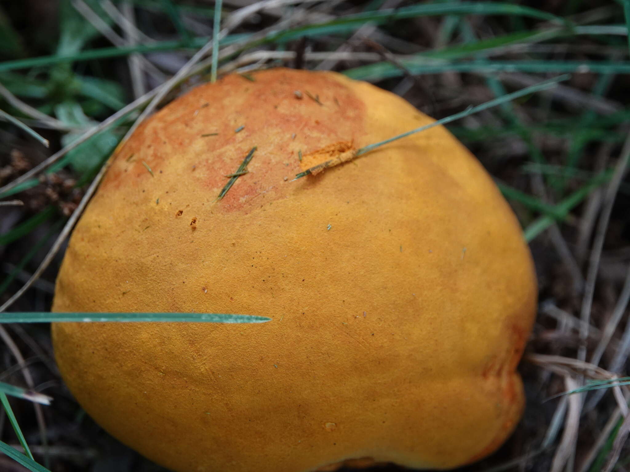 Image of Calvatia candida (Rostk.) Hollós 1902