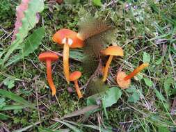 Image de Hygrocybe marchii (Bres.) Singer 1951