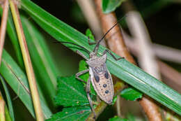 Image of Trematocoris lobipes (Westwood 1842)