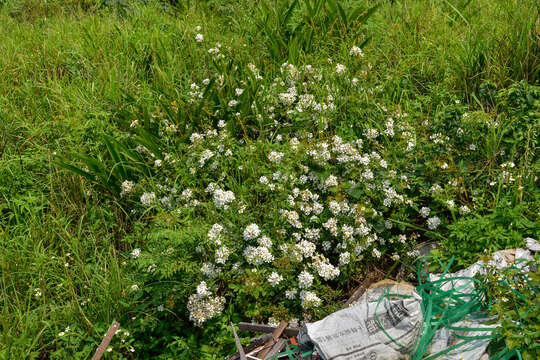 Image of Rosa kwangtungensis T. T. Yu & Tsai