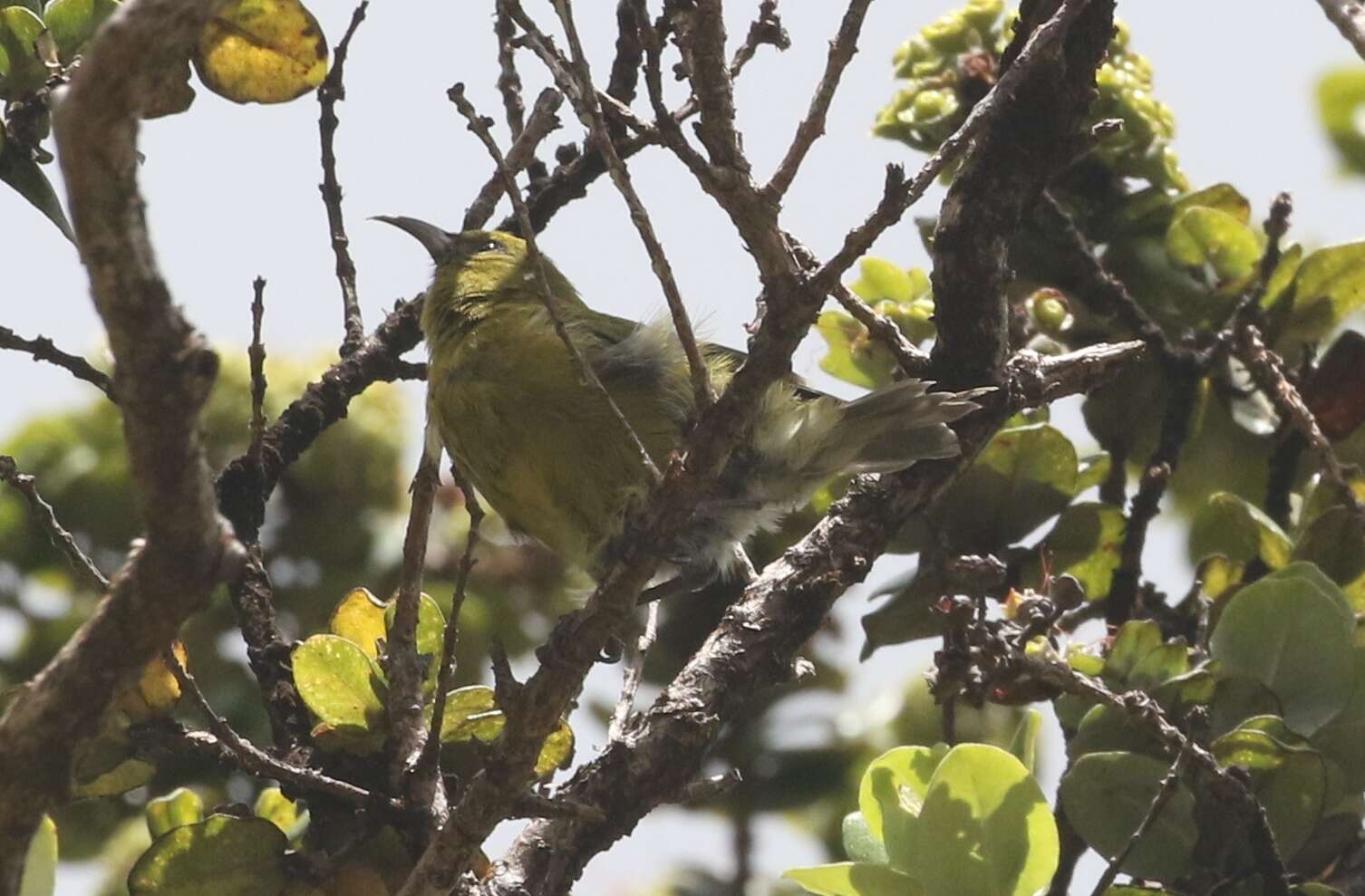 Image of Oahu Amakihi